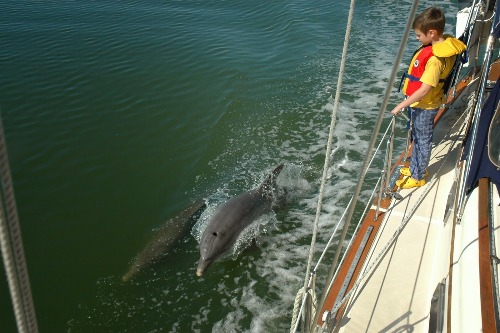 Cetaceans