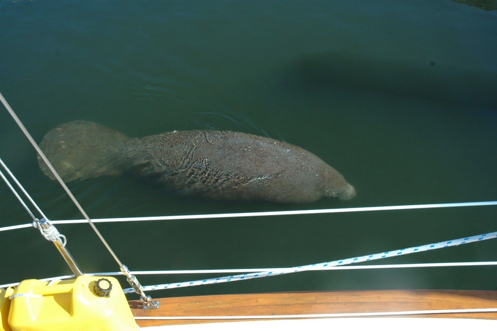 Manatees & Rockets