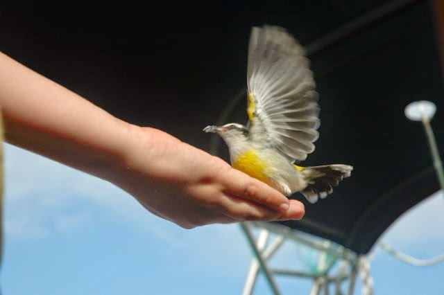 Bananaquits