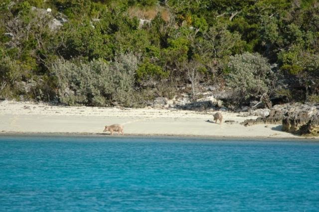 Pig Beach
