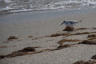 Fort De Soto Park