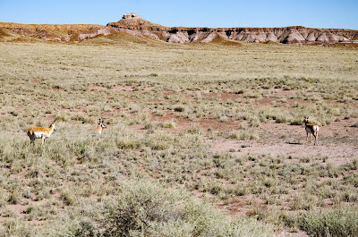 Petrified Dawn and Sunset Crater
