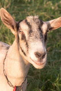 Sleeping with Goats