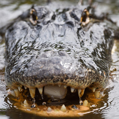 Alabama Gators