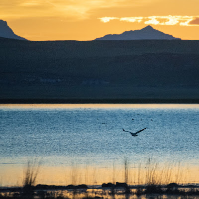 Montana Capital and Freezeout Birds