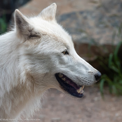 Minnesota Timber Wolves