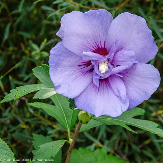 Grand Rapids – Meijer Gardens
