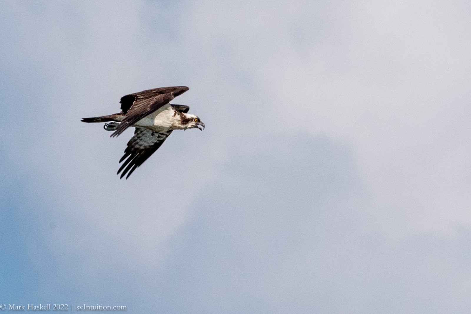 Fishing Birds at Kerr Lake