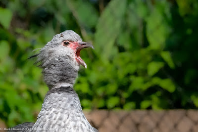 Sleeping with a Southern Screamer