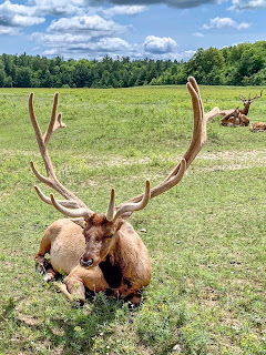 Gaylord Elk and Fire Bosses