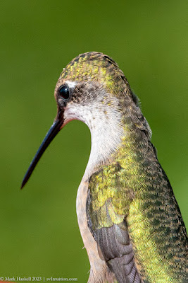 Hummers