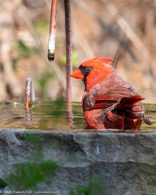 Birdbath Beauties