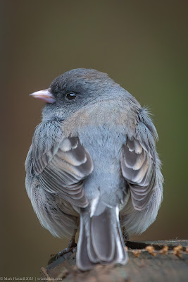 Birding at Home