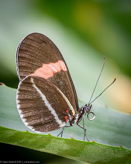 Mariposas