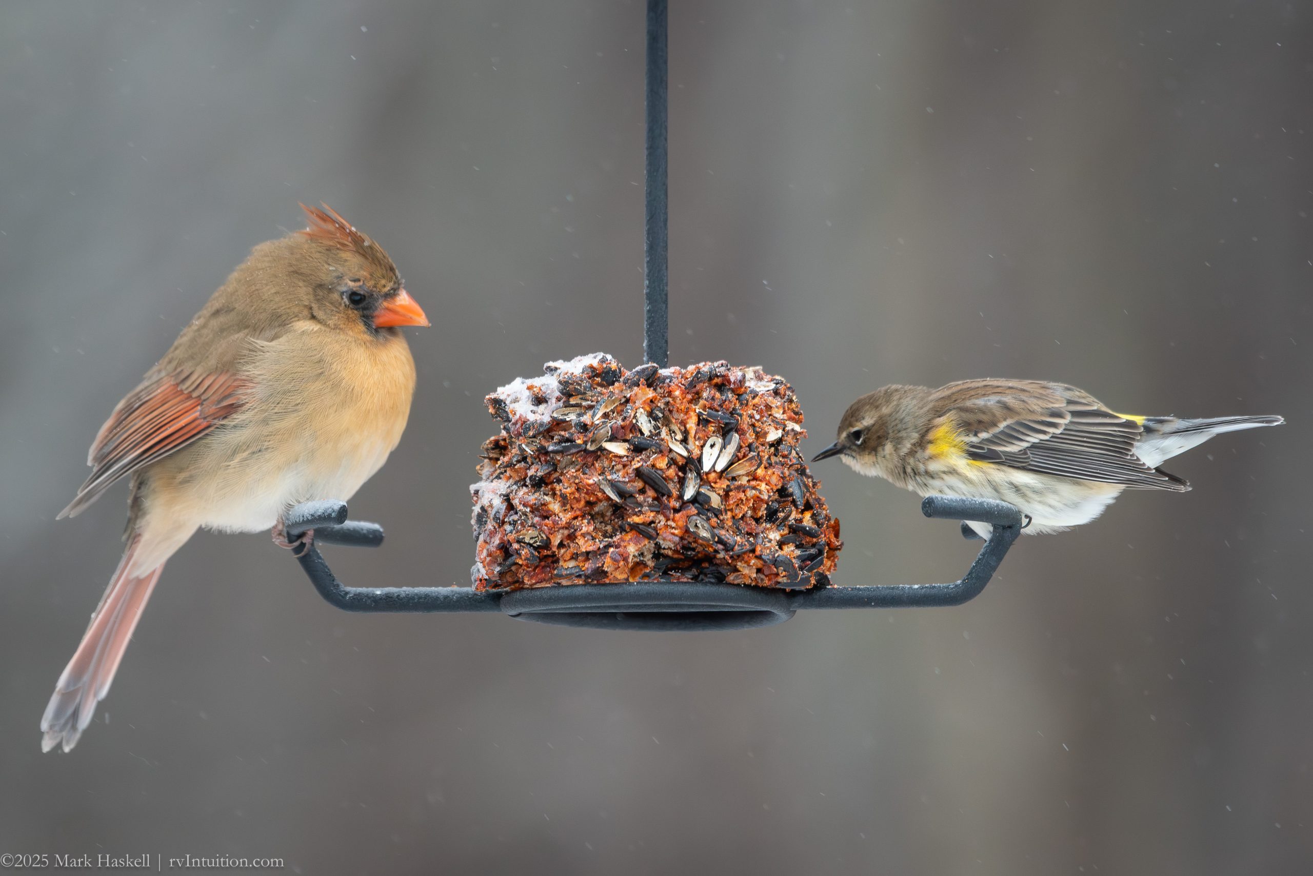 Winter Bird Feeder Activity