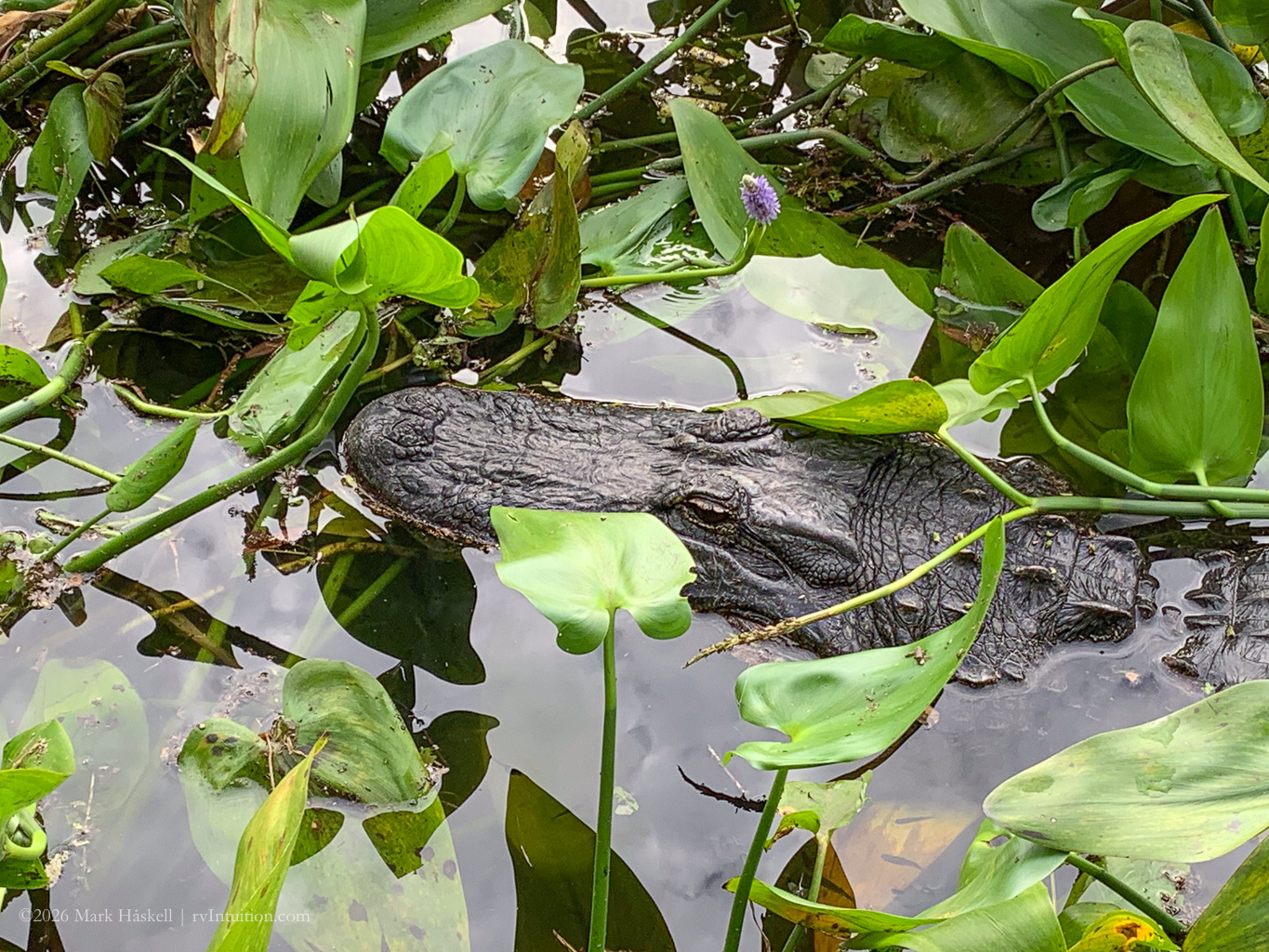 Bit by a Road Gator